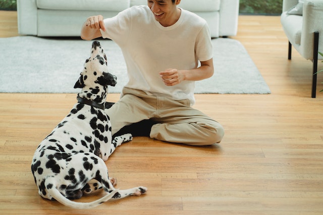 person playing with their Dalmatian in their apartment